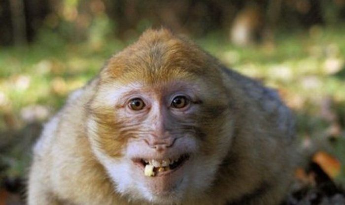Животные тоже умеют улыбаться (39 фото)
