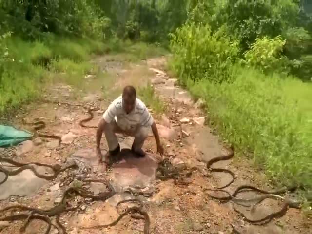 Змеелов выпускает на волю пойманных змей