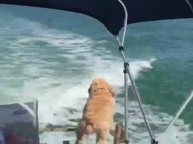 Пес гавкает на дельфина, сопровождающего катер