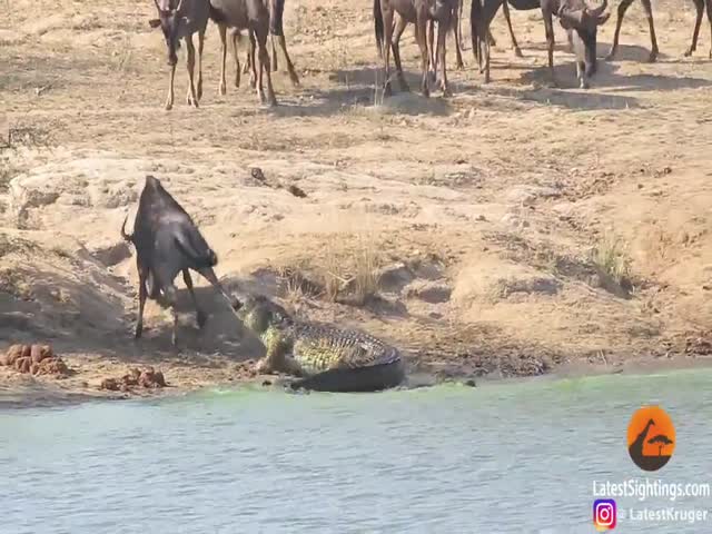 Бегемоты отбили антилопу у крокодила