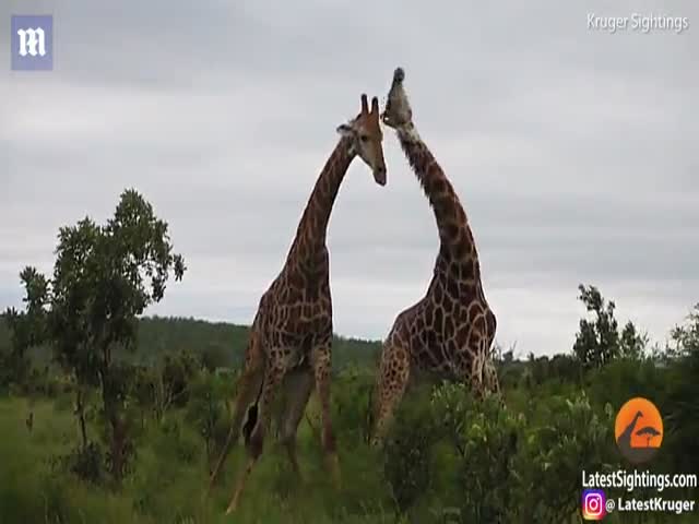 Битва жирафов за самку