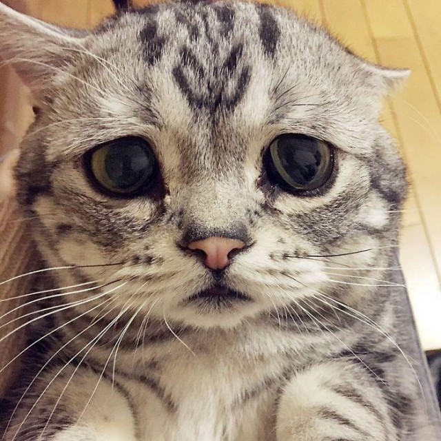 Луху - самая грустная кошка в мире (15 фото)