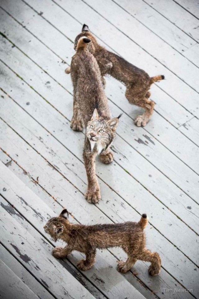 Семейство рысей пришло в гости к жителю Аляски (15 фото)