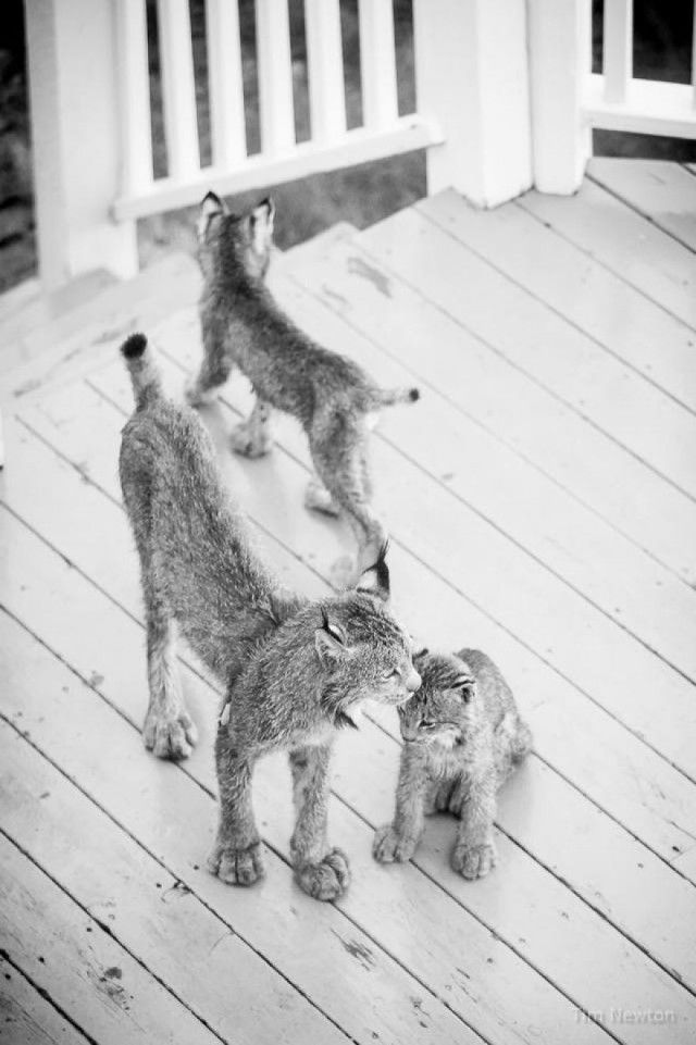 Семейство рысей пришло в гости к жителю Аляски (15 фото)