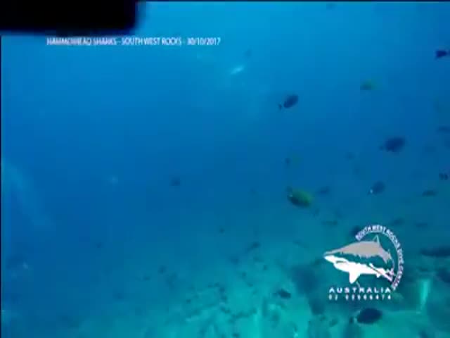 Огромная стая акул-молотов проплыла вблизи аквалангистов