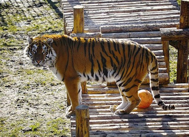 В калининградском зоопарке амурский тигр напал на сотрудницу (2 фото)