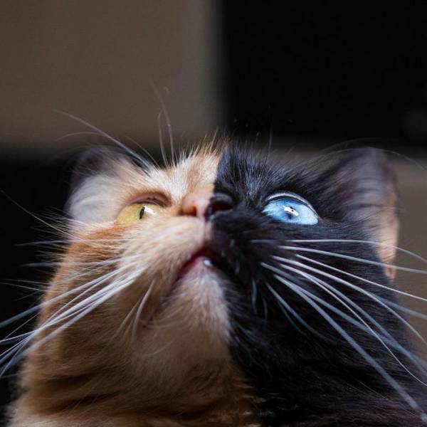 Двуликая кошка-химера из Аргентины покоряет всех своим окрасом (11 фото)