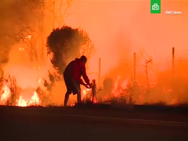Спасение кролика на пожаре в Калифорнии