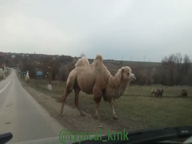 Верблюды переходят дорогу в Краснодарском крае