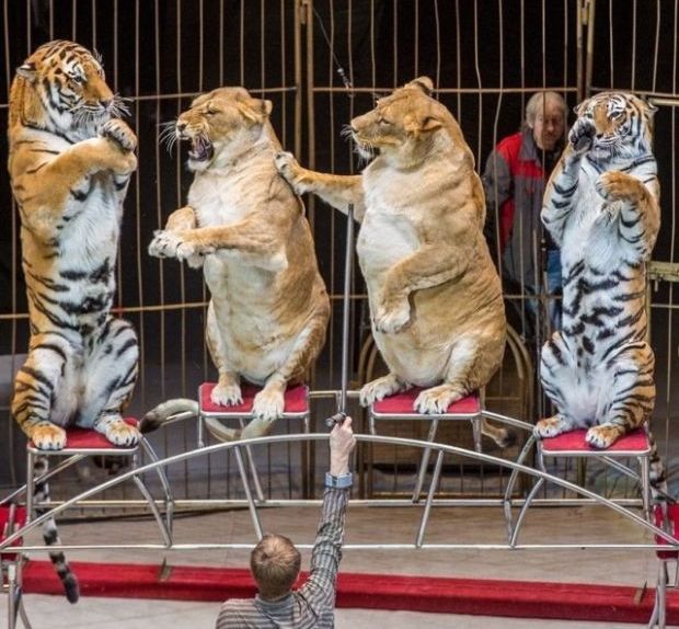 Упитанные львицы в цирке Владивостока (4 фото)