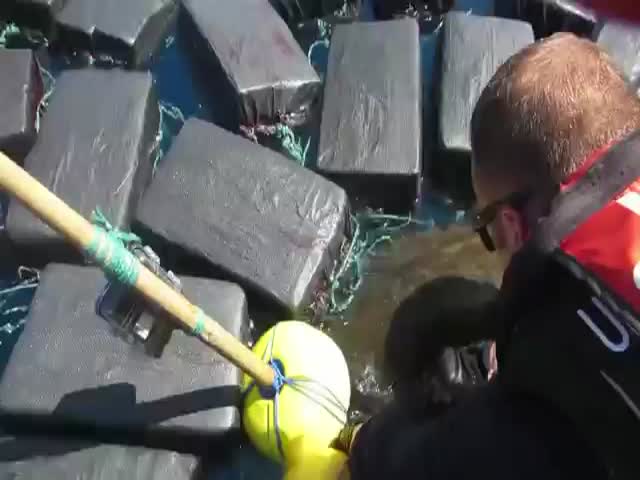 Береговая охрана США обнаружила черепаху, запутавшуюся в 800 кг кокаина