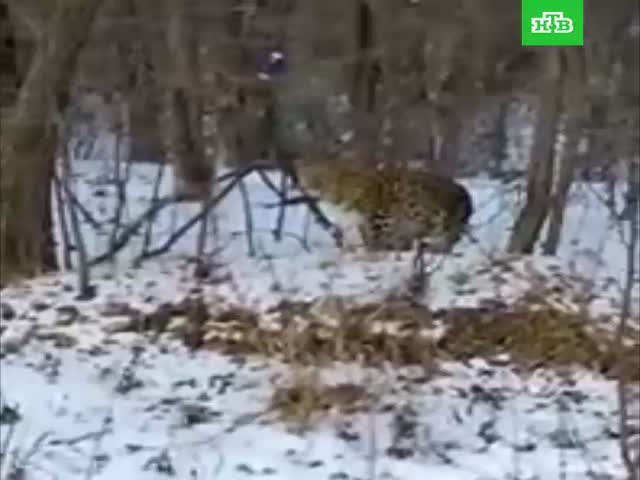 Любопытная самка дальневосточного леопарда попала на видео