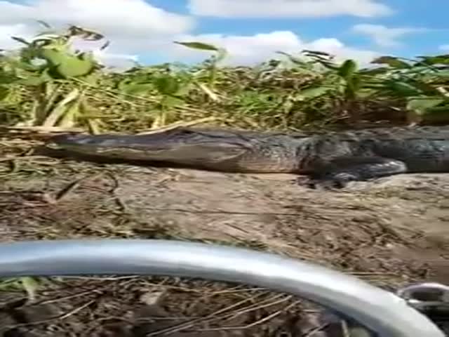 Аллигатор запрыгнул в туристический катер
