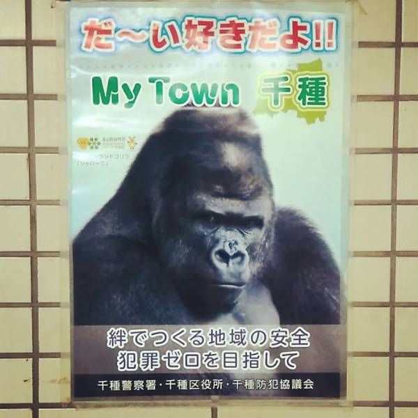В японском зоопарке живет невероятно красивый самец гориллы (13 фото)