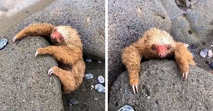 Застрявший в камнях ленивец ждал смерти во время прилива... (4 фото)