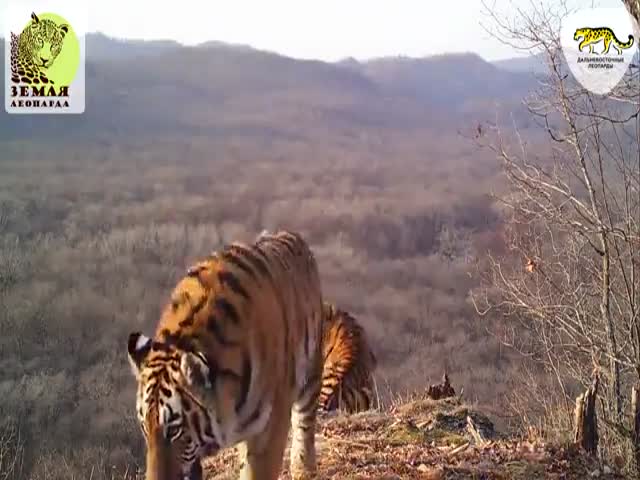 Семь видов животных сняли на камеру в национальном парке «Земля леопарда»