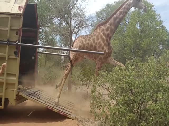 Жирафов отпускают на волю