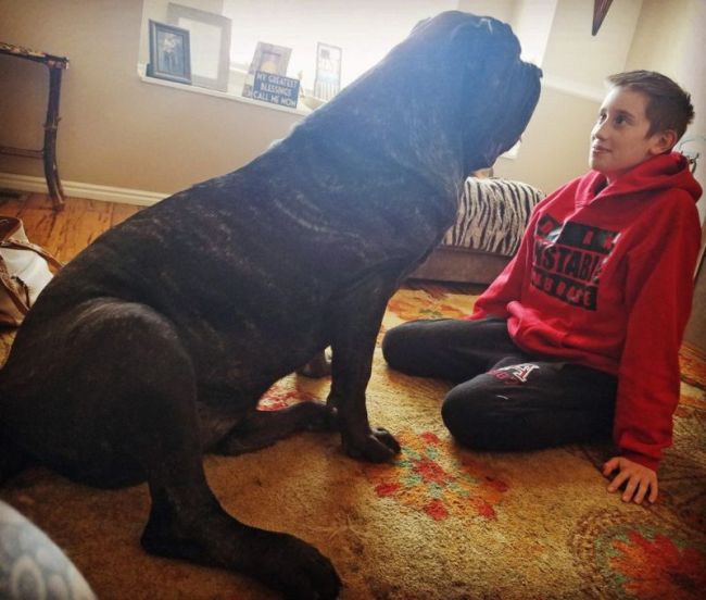 Самый большой в мире щенок, потомок месопотамского молосса (8 фото)