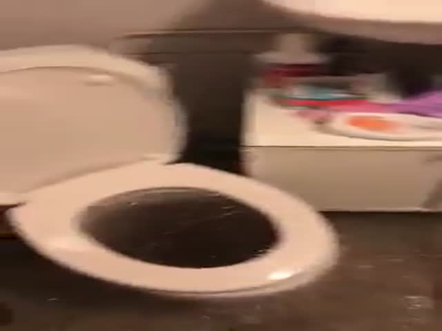 Потоп в туалете