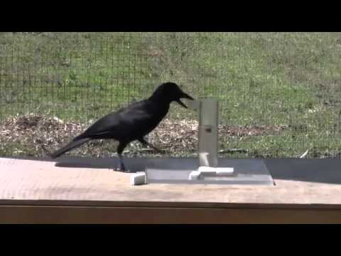 Умная ворона добывает еду