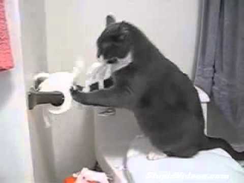 Кот и Туалетная бумага