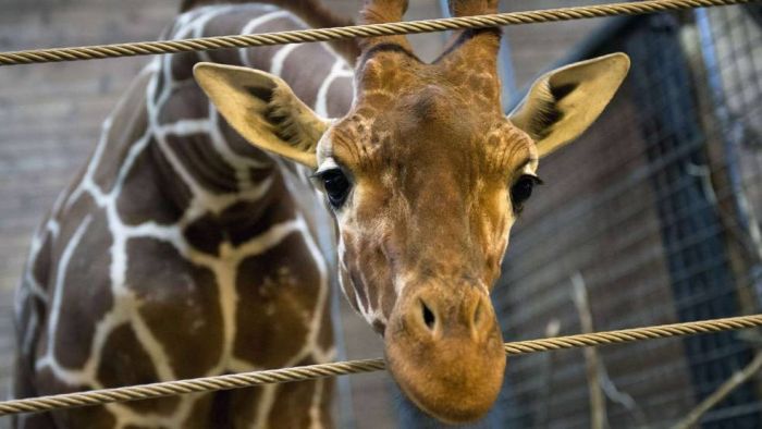 Жестокое убийство жирафа сотрудниками зоопарка в Дании (15 фото)