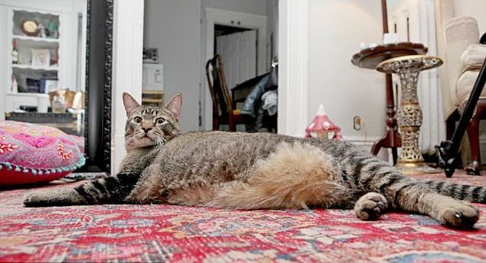 Котозавр Рекс - гигантский домашний кот (10 фото) Котозавр Рекс - гигантский домашний кот (10 фото)