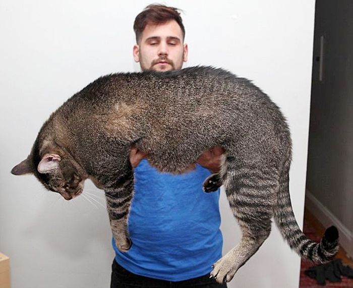 Котозавр Рекс - гигантский домашний кот (10 фото) Котозавр Рекс - гигантский домашний кот (10 фото)