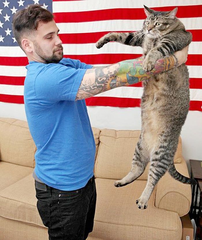 Котозавр Рекс - гигантский домашний кот (10 фото) Котозавр Рекс - гигантский домашний кот (10 фото)