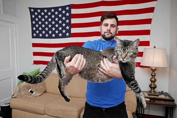 Котозавр Рекс - гигантский домашний кот (10 фото) Котозавр Рекс - гигантский домашний кот (10 фото)