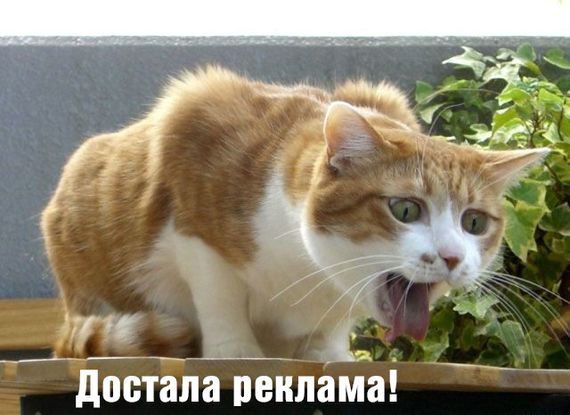 Нет рекламе, обзывающей пользователей «нищебродами»! Нет рекламе, обзывающей пользователей «нищебродами»!