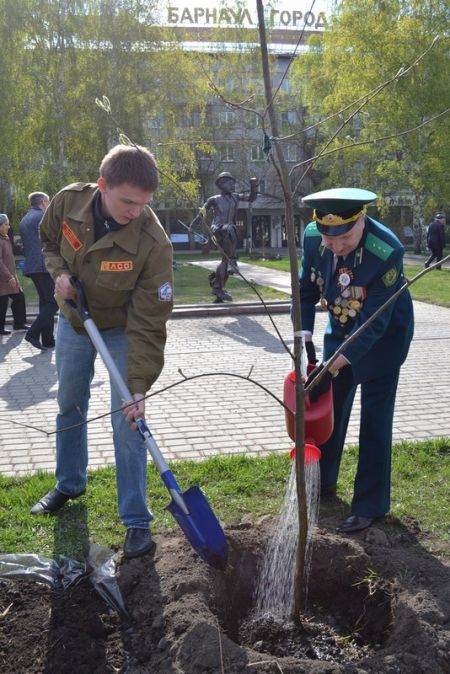 В Барнауле похитили молодые ели, высаженные в ходе акции «Лес Победы» (3 фото)