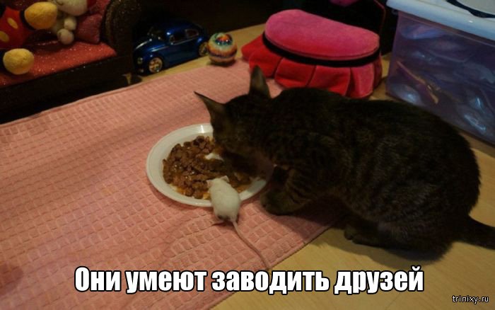 Вещи, которые до боли знакомы всем кошатникам (20 фото) Вещи, которые до боли знакомы всем кошатникам (20 фото)