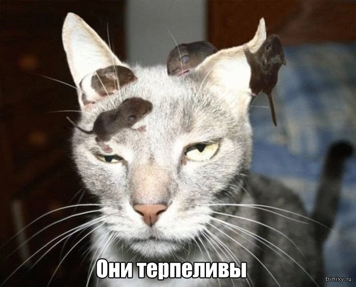 Вещи, которые до боли знакомы всем кошатникам (20 фото) Вещи, которые до боли знакомы всем кошатникам (20 фото)