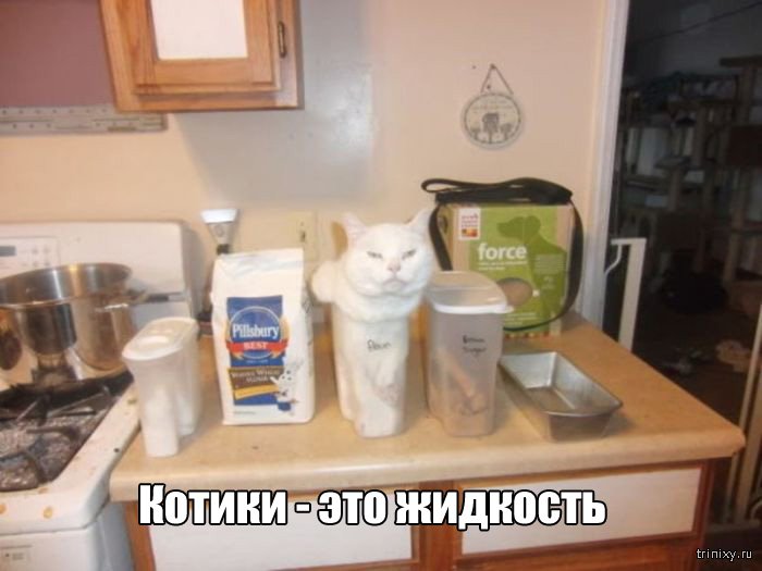 Вещи, которые до боли знакомы всем кошатникам (20 фото) Вещи, которые до боли знакомы всем кошатникам (20 фото)