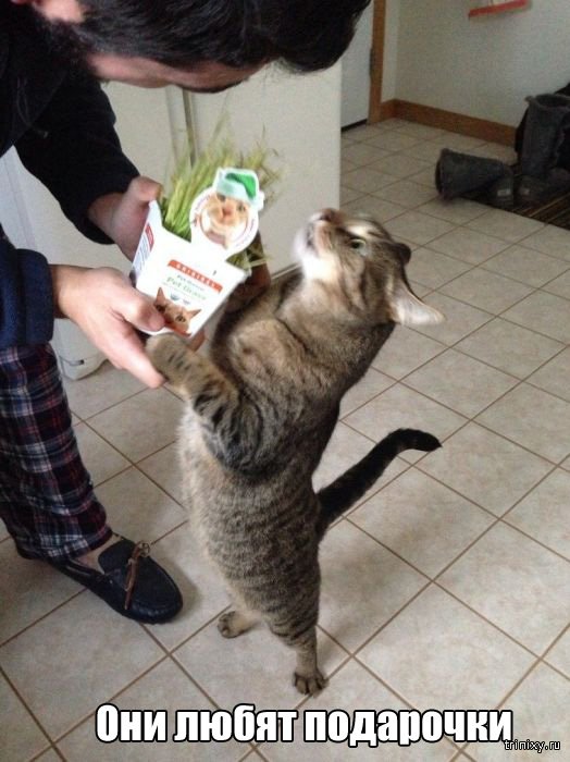 Вещи, которые до боли знакомы всем кошатникам (20 фото) Вещи, которые до боли знакомы всем кошатникам (20 фото)