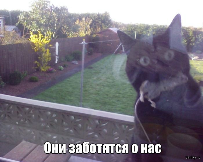 Вещи, которые до боли знакомы всем кошатникам (20 фото) Вещи, которые до боли знакомы всем кошатникам (20 фото)