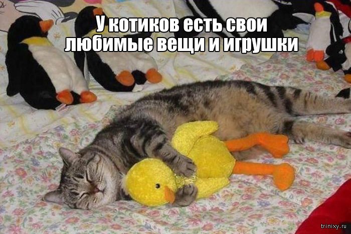 Вещи, которые до боли знакомы всем кошатникам (20 фото) Вещи, которые до боли знакомы всем кошатникам (20 фото)