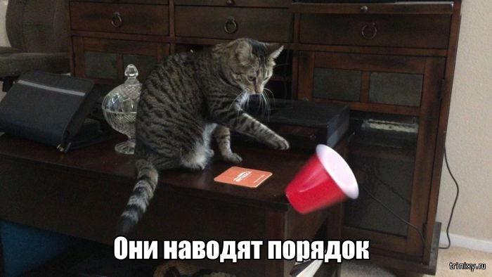 Вещи, которые до боли знакомы всем кошатникам (20 фото) Вещи, которые до боли знакомы всем кошатникам (20 фото)