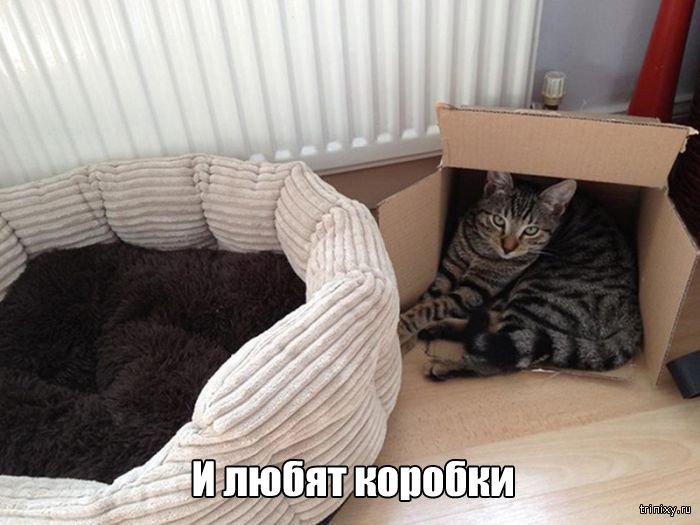Вещи, которые до боли знакомы всем кошатникам (20 фото) Вещи, которые до боли знакомы всем кошатникам (20 фото)