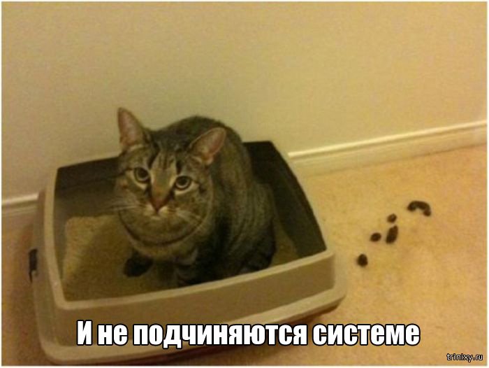 Вещи, которые до боли знакомы всем кошатникам (20 фото) Вещи, которые до боли знакомы всем кошатникам (20 фото)