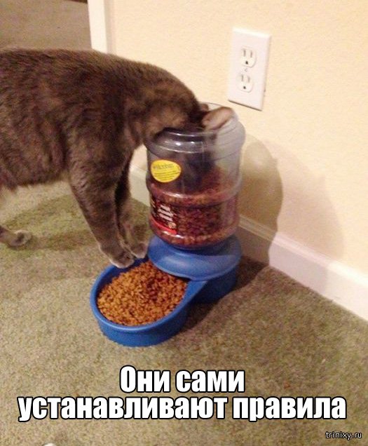 Вещи, которые до боли знакомы всем кошатникам (20 фото) Вещи, которые до боли знакомы всем кошатникам (20 фото)