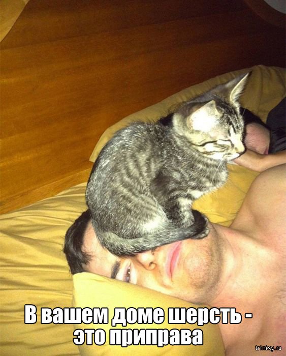 Вещи, которые до боли знакомы всем кошатникам (20 фото) Вещи, которые до боли знакомы всем кошатникам (20 фото)