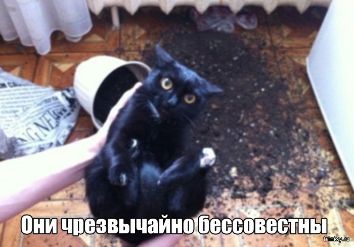 Вещи, которые до боли знакомы всем кошатникам (20 фото) Вещи, которые до боли знакомы всем кошатникам (20 фото)