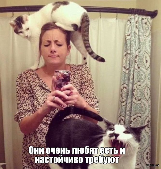 Вещи, которые до боли знакомы всем кошатникам (20 фото) Вещи, которые до боли знакомы всем кошатникам (20 фото)