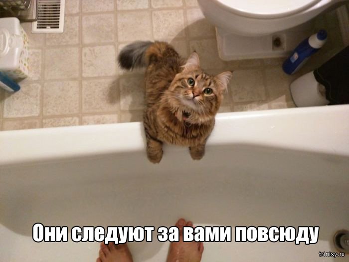 Вещи, которые до боли знакомы всем кошатникам (20 фото) Вещи, которые до боли знакомы всем кошатникам (20 фото)