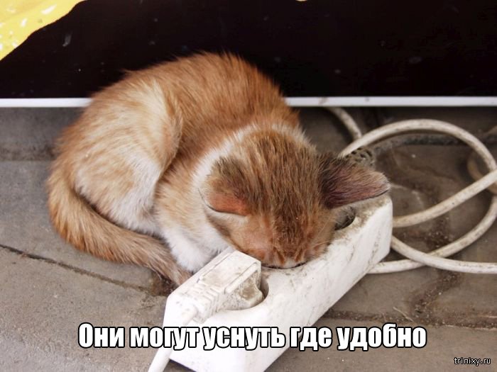 Вещи, которые до боли знакомы всем кошатникам (20 фото) Вещи, которые до боли знакомы всем кошатникам (20 фото)