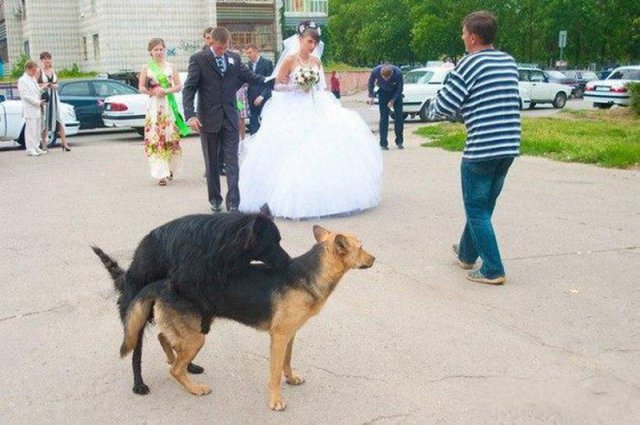 Типичные русские свадьбы в Электроуглях (21 фото) Типичные русские свадьбы в Электроуглях (21 фото)