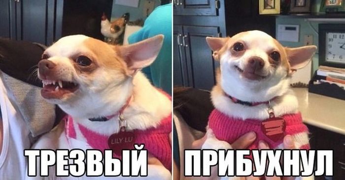 Подборка картинок с надписями (30 фото) Подборка картинок с надписями (30 фото)