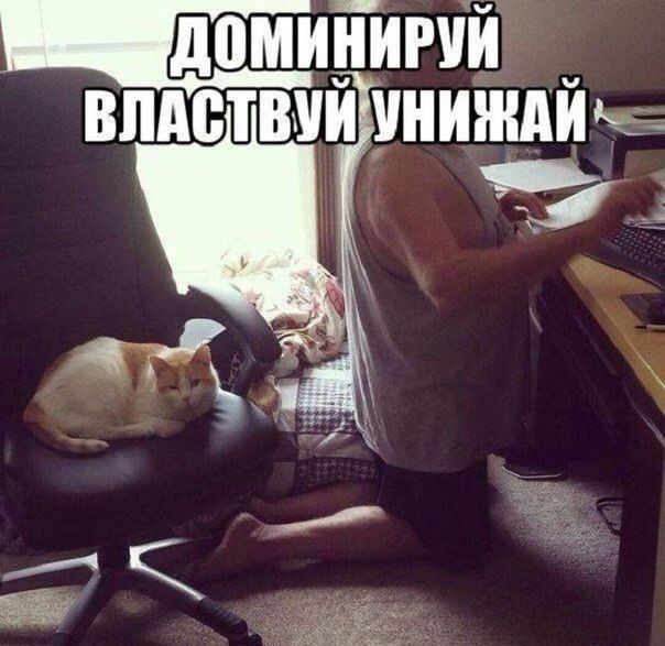 Подборка веселых картинок с подписями (20 фото) Подборка веселых картинок с подписями (20 фото)